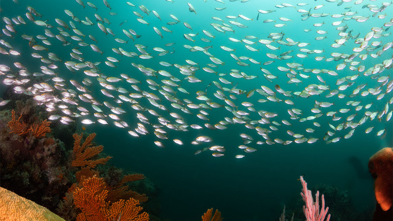 OrcaTorch 水下攝影手電筒