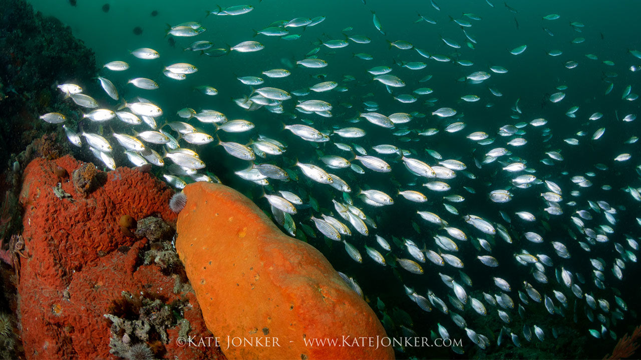 OrcaTorch 水下攝影手電筒