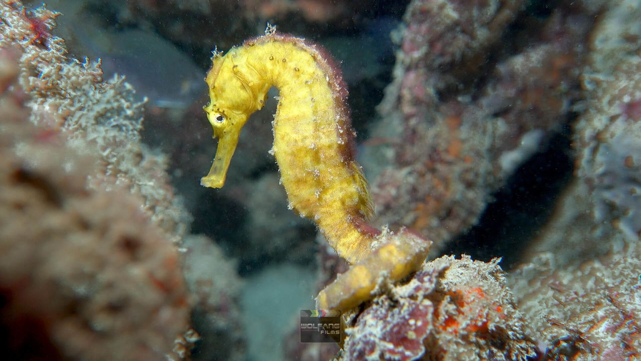 OrcaTorch 水下攝影手（shǒu）電筒