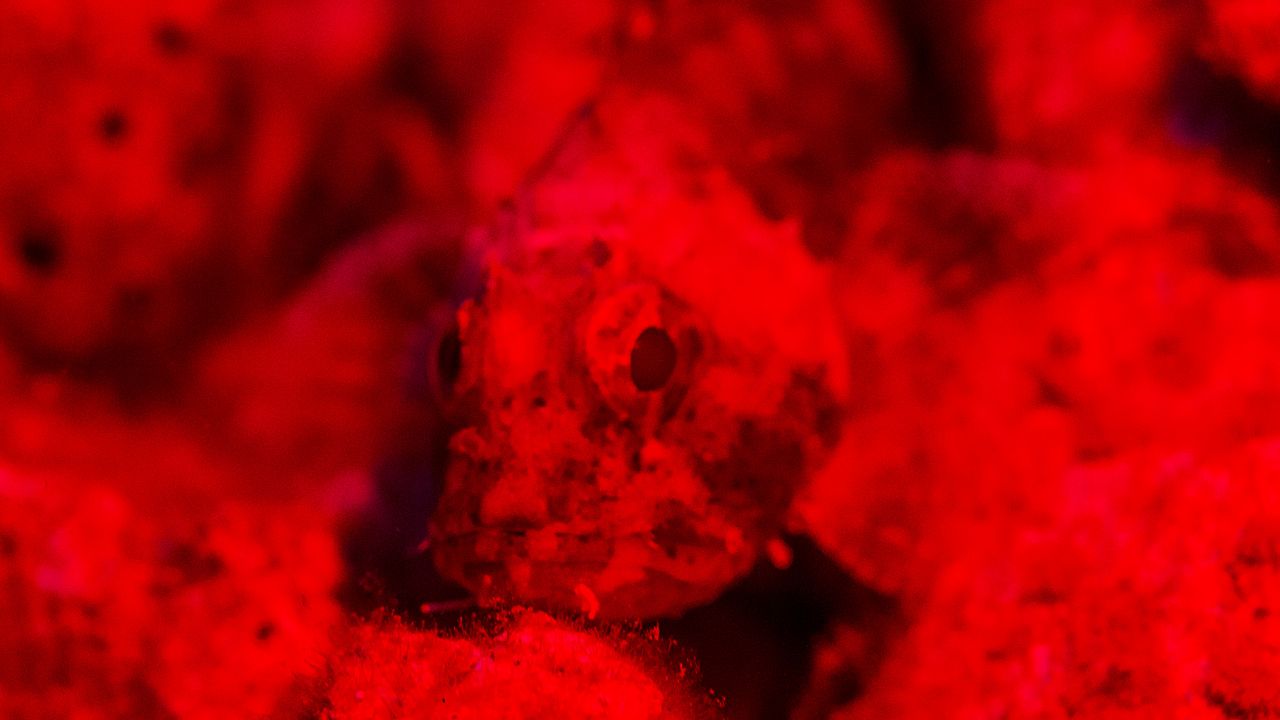 三（sān）光源潛水攝影補光燈