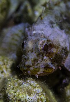 OrcaTorch D820V多光源攝影（yǐng）燈