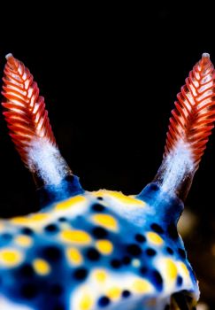 木瓜视频OrcaTorch D710V補光