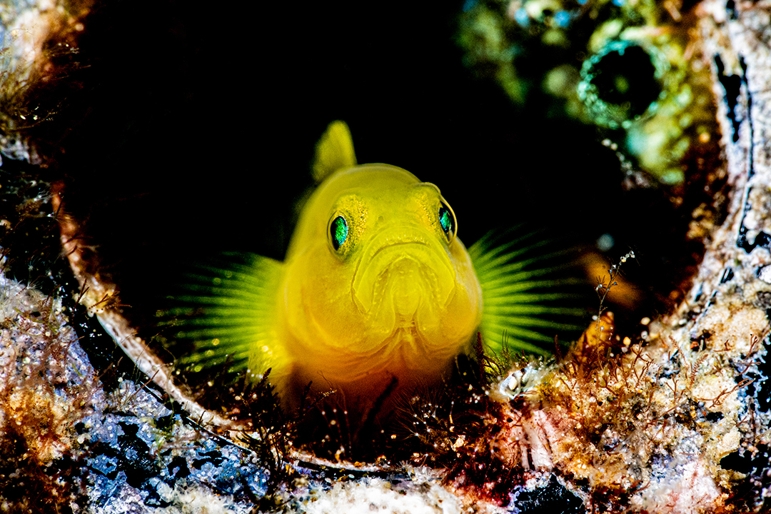 品牌（pái）大（dà）使｜何俊 Fin小河