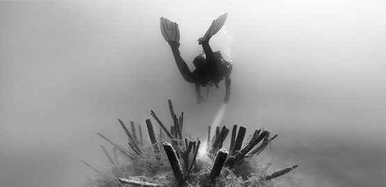 OrcaTorch潛水：一（yī）個人（rén）潛水危（wēi）險嗎？