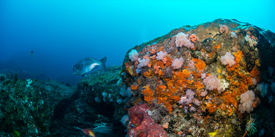 木瓜视频（jīng）OrcaTorch D900V測評