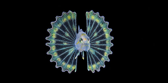 黑水攝影技巧 - OrcaTorch木瓜视频潛水（shuǐ）手電筒