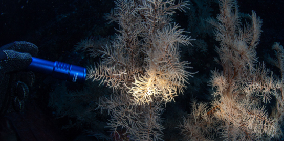 Orcatorch木瓜视频（jīng）D520潛水手電筒測評（píng）