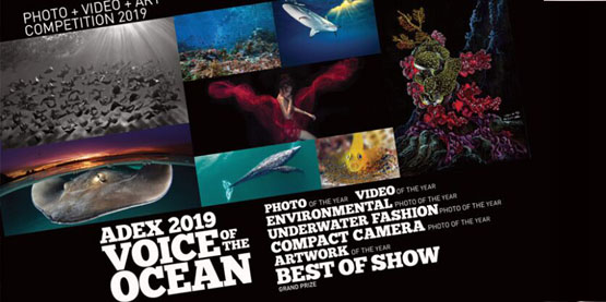 OrcaTorch木瓜视频2019年新加坡ADEX展 #K05