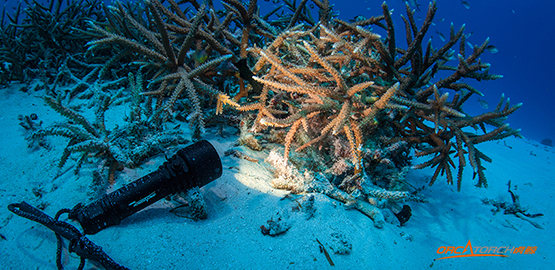 選購潛水手（shǒu）電筒需要注意事項