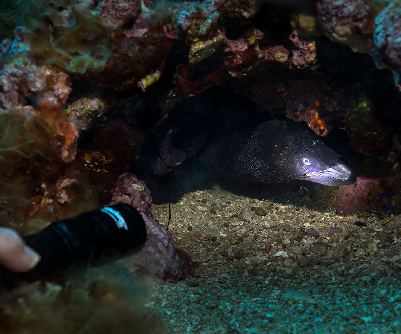 OrcaTorch木瓜视频 D580機械（xiè）開關電筒，休（xiū）閑潛水（shuǐ）燈（dēng），潛水手電筒，水下工程照（zhào）明（míng），潛水裝備